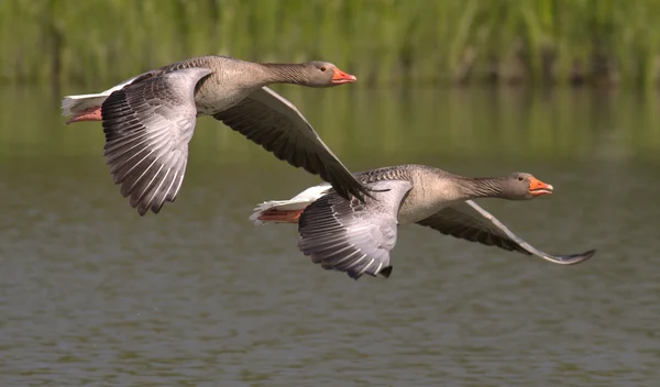 Geese Teamwork